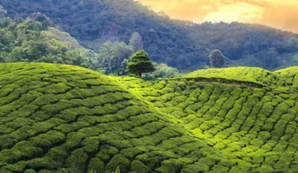 The History of Tea: A Journey Through Time