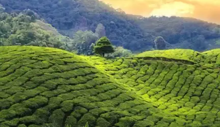 Image of HISTORY OF TEA