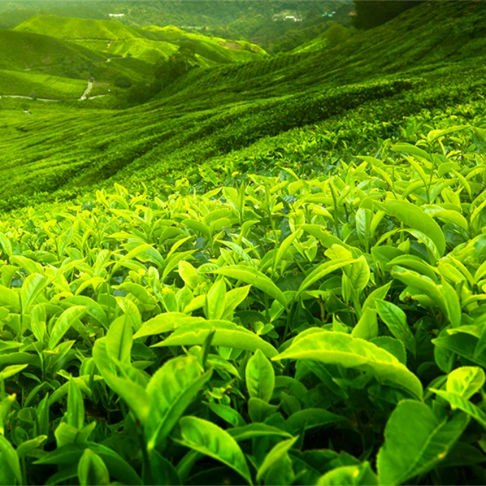 太陽の恵みたっぷりの茶葉