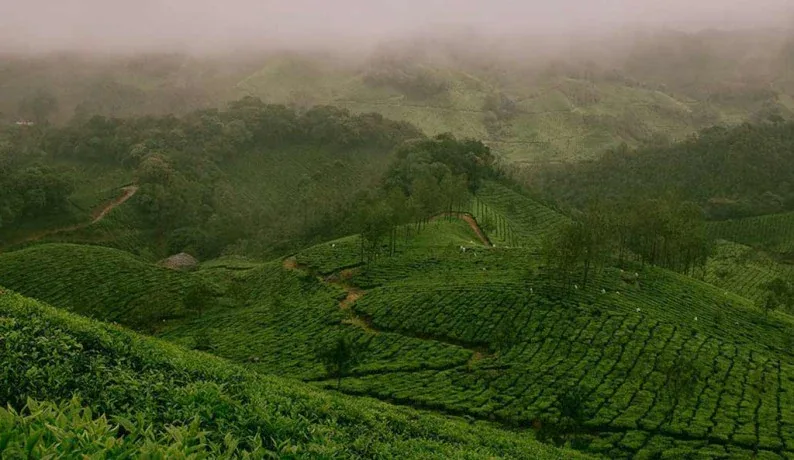 A NATURAL APPROACH TO GROWING TEA