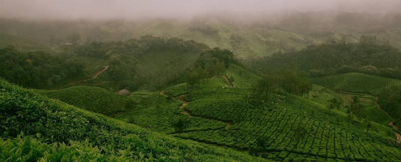 A NATURAL APPROACH TO GROWING TEA