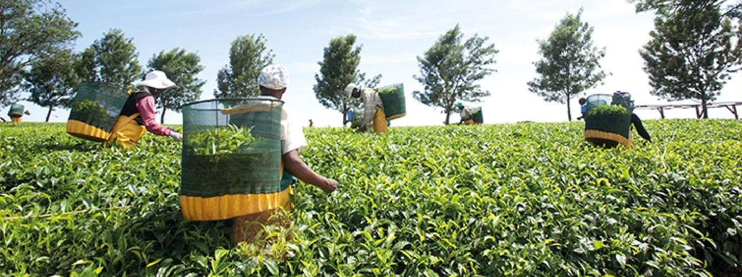 レインフォレスト・アライアンス認証茶園について | Lipton Japan