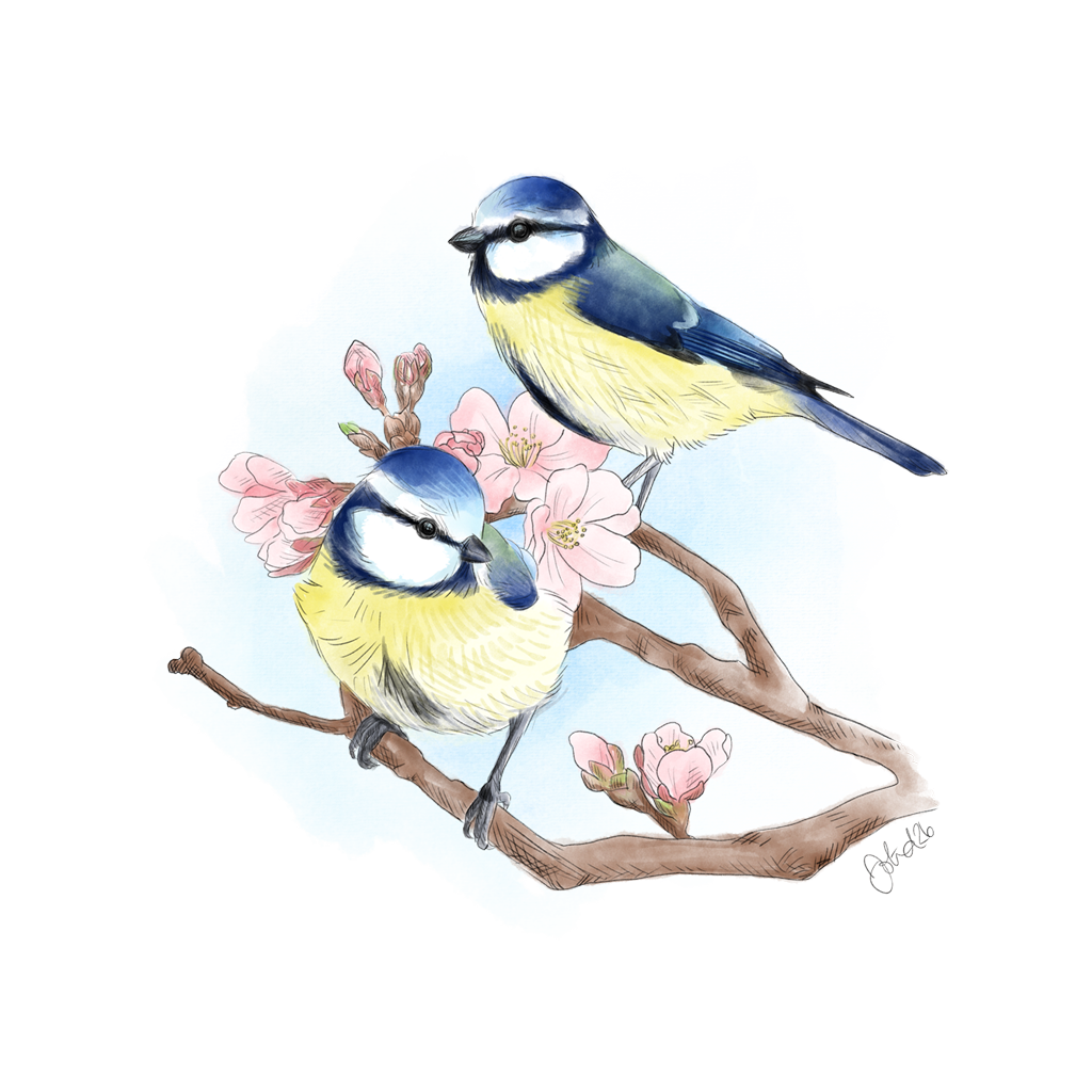 Blåmesar illustration