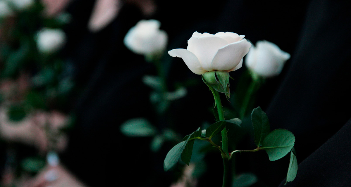 Vita rosor mot svart bakgrund.