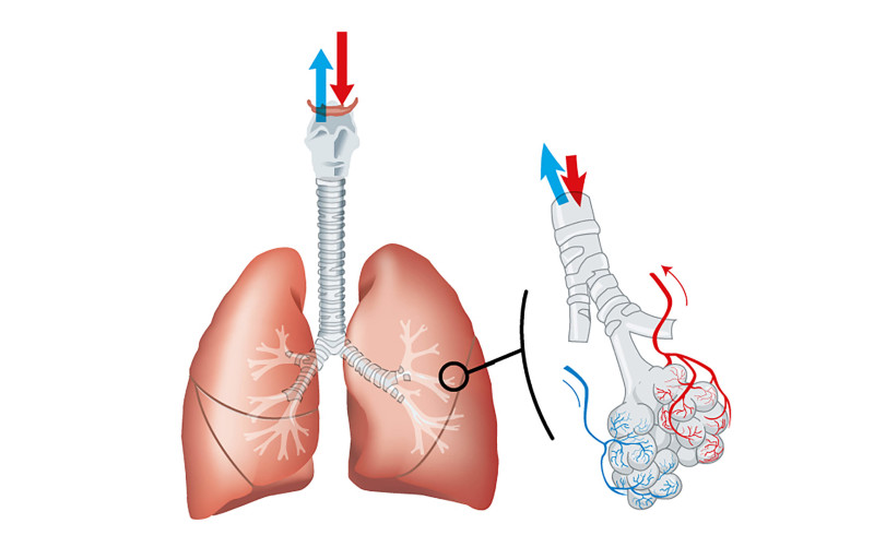 Hjärt-lungskolan Lungan. Så fungerar dina lungor.