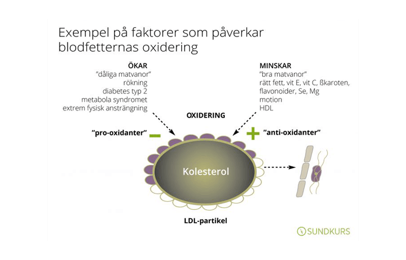 Faktorer som påverkar blodfetternas oxidering