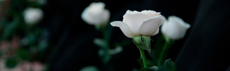 Vita rosor mot svart bakgrund.