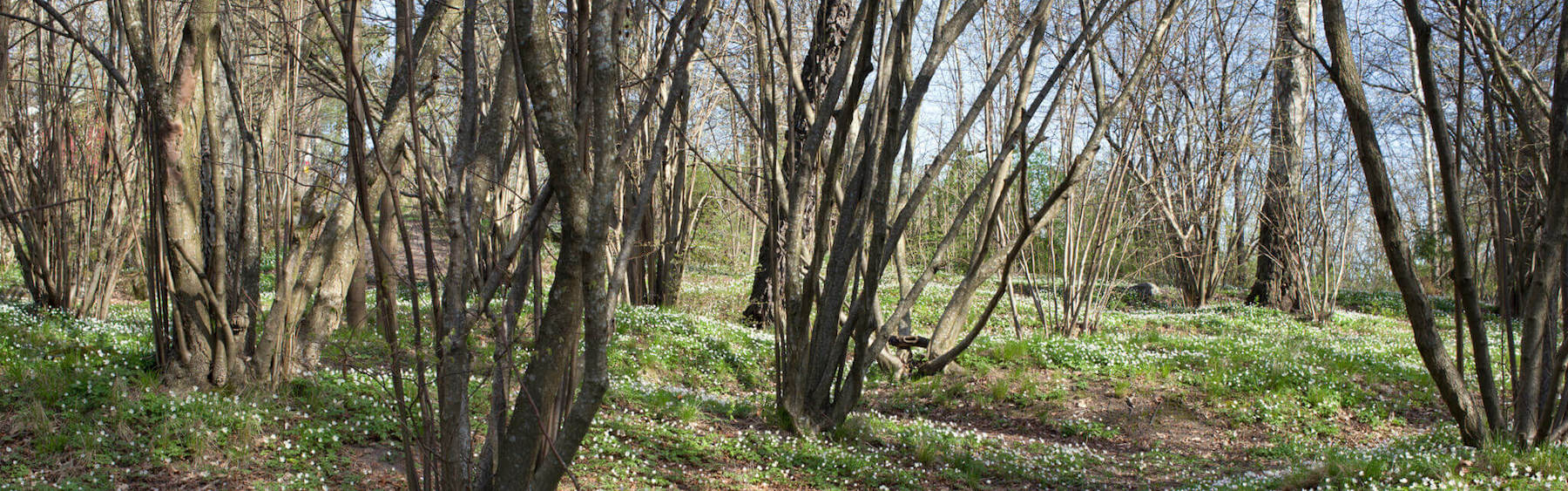 Blommande vitsippor på en sluttning med trädstammar.