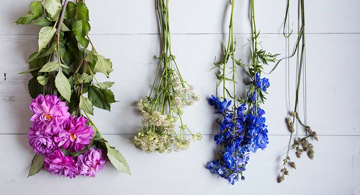 Snittblommor till en sommarbukett.