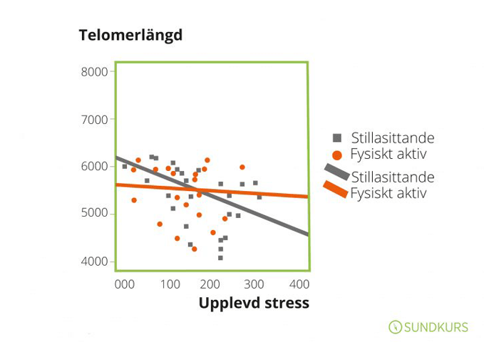 Visar hur telomerlängen påverkas av stress