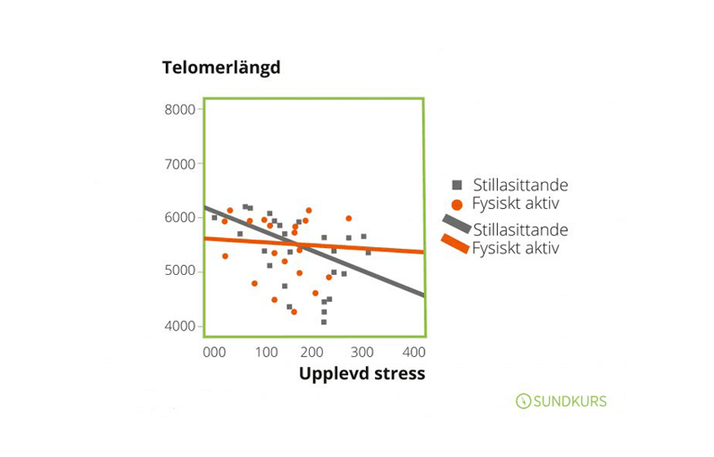 Visar hur telomerlängen påverkas av stress