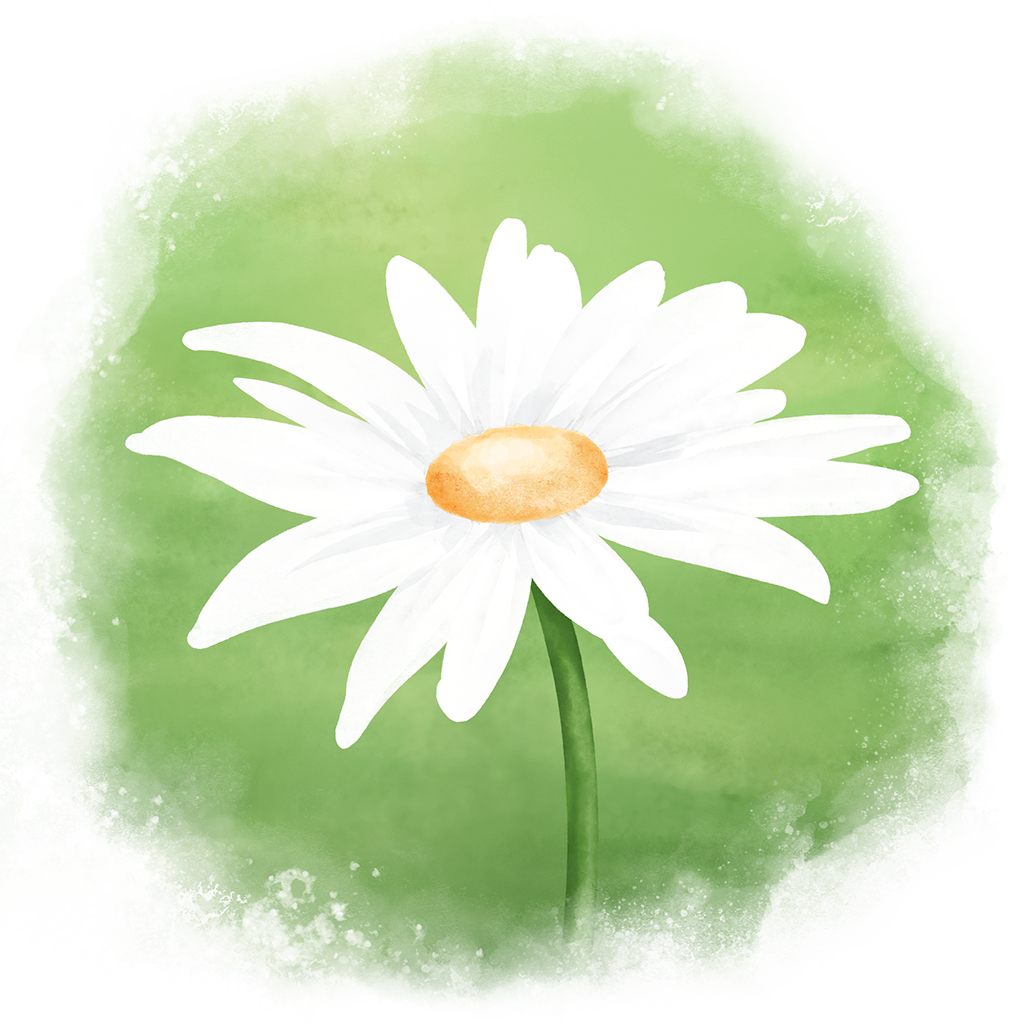 Prästkrage illustration