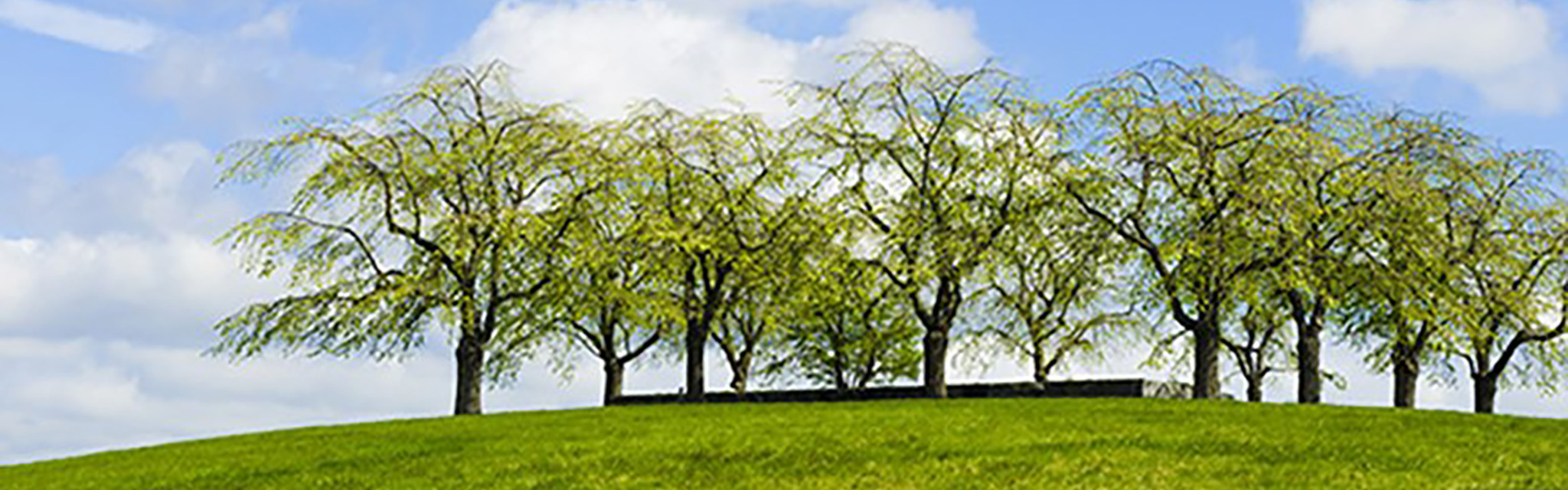 Dunge med träd på en kulle.