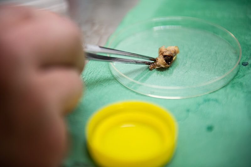 Forskare petar med pincett på objekt