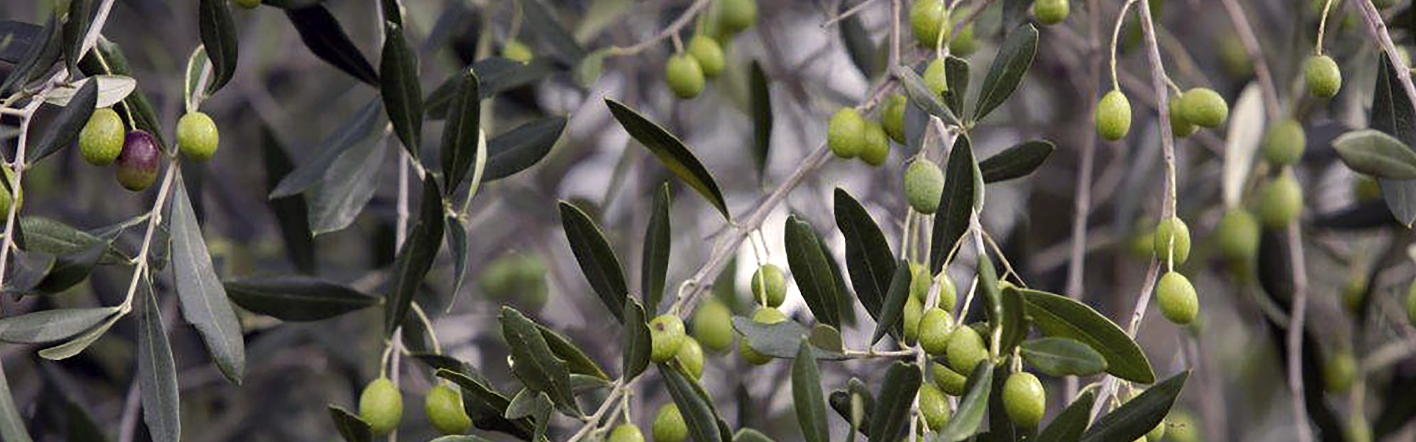 Olivträd