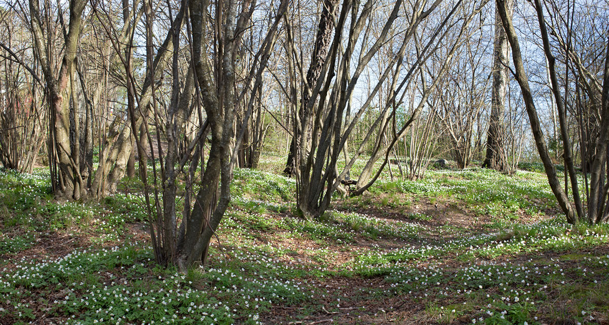 En skog med vitsippor. 
