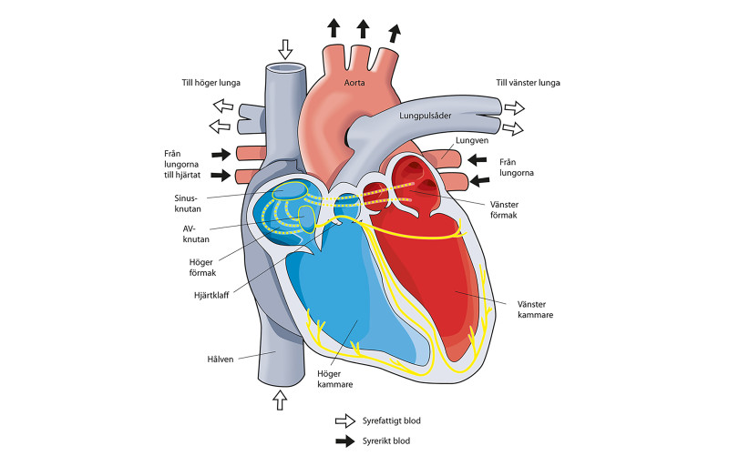 Hjärt-lungskolan Hjärtat. Så fungerar ditt hjärta.