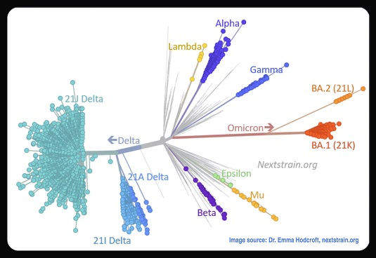 El árbol genealógico del virus. Desde enero de 2022, todas las variantes importantes proceden de Omicron. (Fuente de la imagen: Dra. Emma Hodcroft, nextstrain.org).