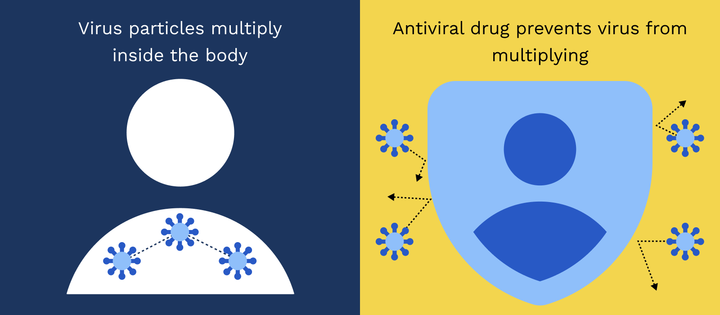 Las partículas de virus se multiplican dentro del cuerpo. El medicamento antiviral evita que el virus se multiplique.