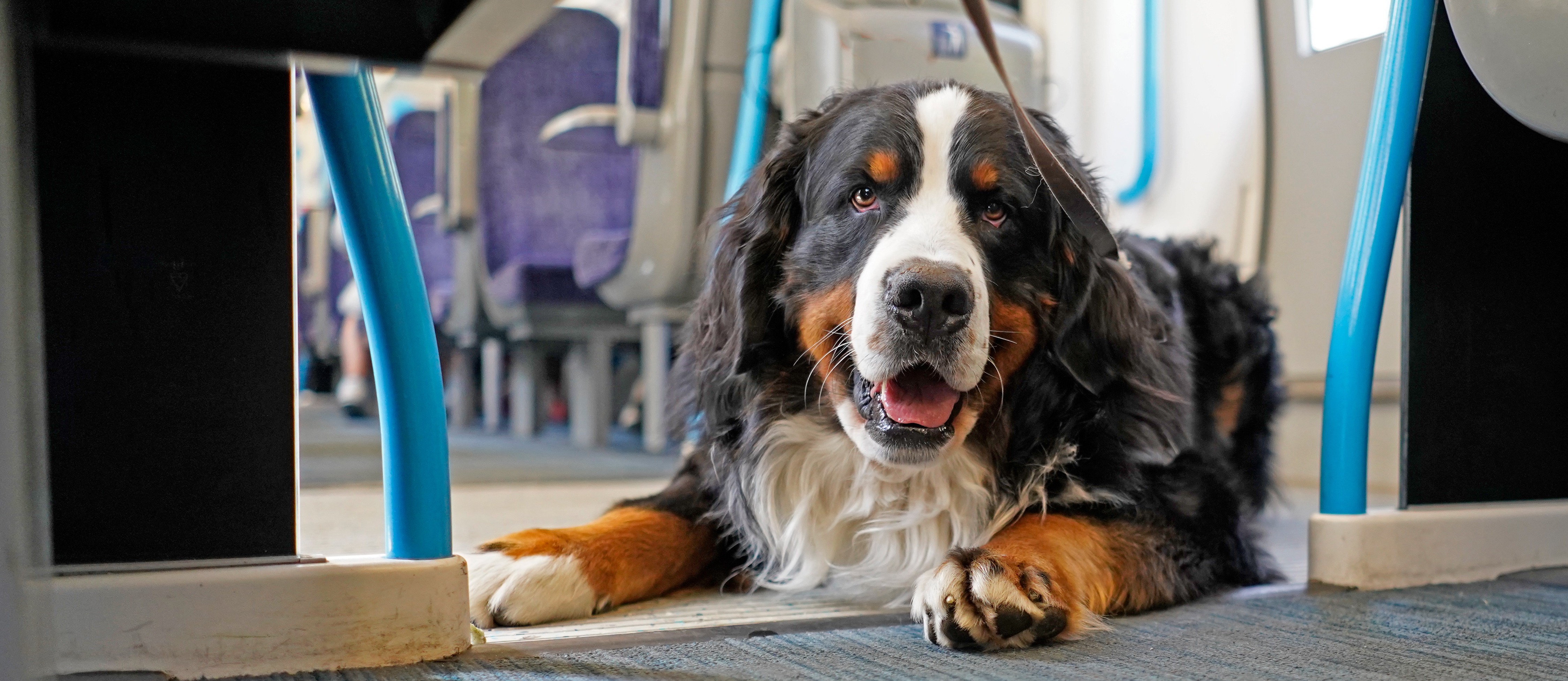 can dogs travel on trains first class