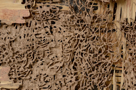 closeup background and texture of nest termite at wooden wall