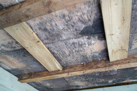 Wet rotten wood roof paneling also covered in black mold