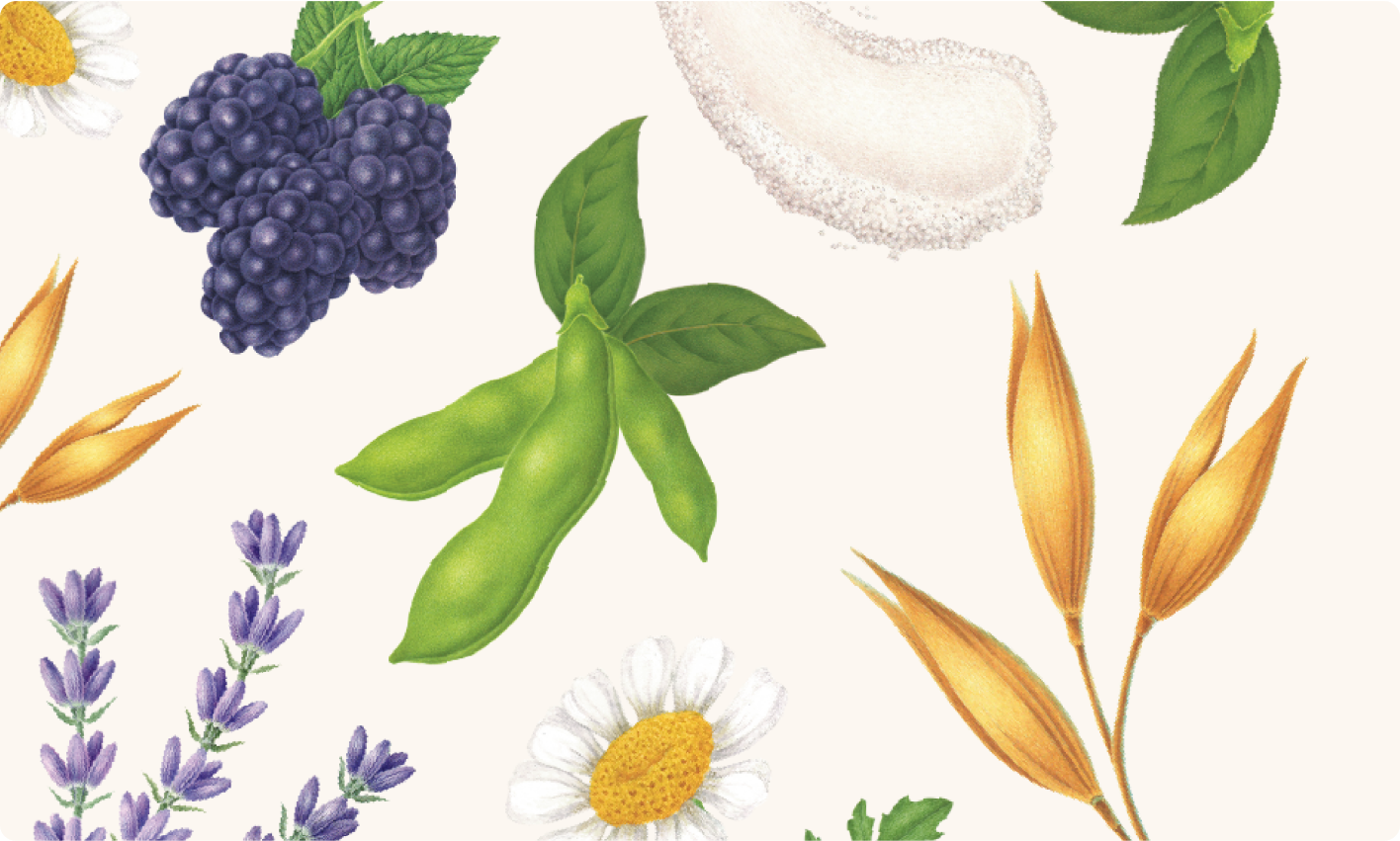 Our Ingredients