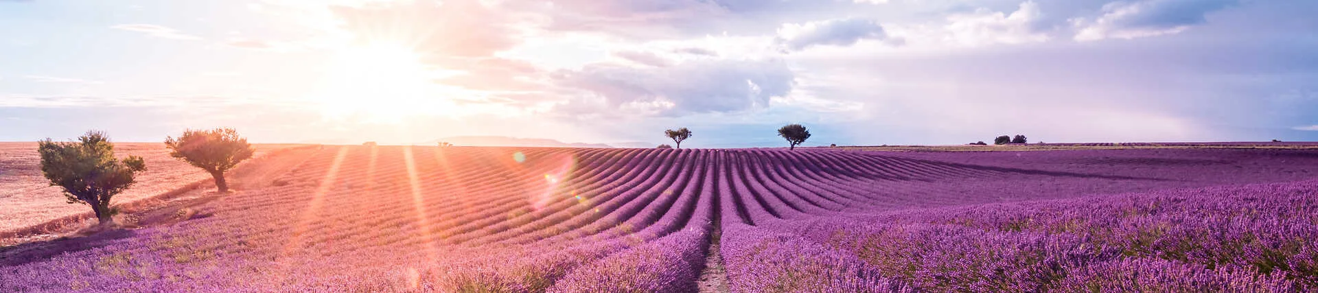 Südfrankreich, Provence: Lavendelfelder unter blauem Himmel.