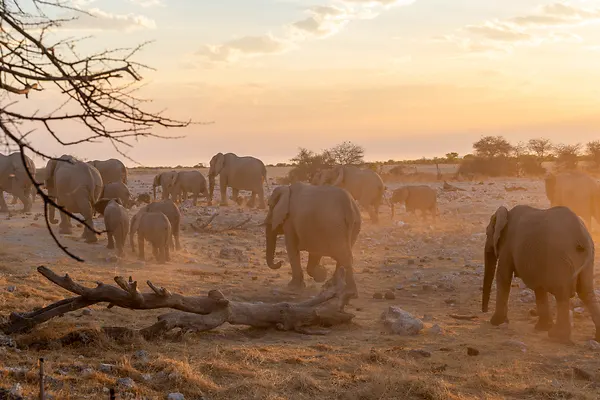 Etosha National Park in Namibia