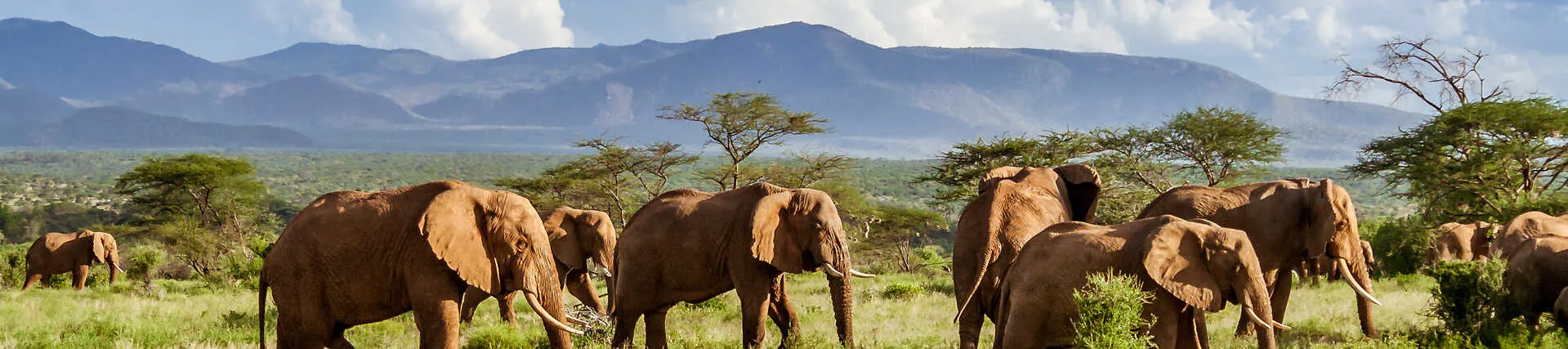 Elefanten-Safari in Südafrika.