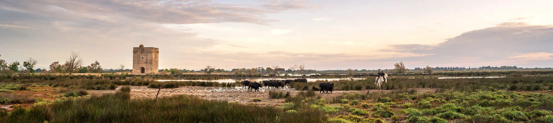 Paysage avec des taureaux et des bergers en Camargue