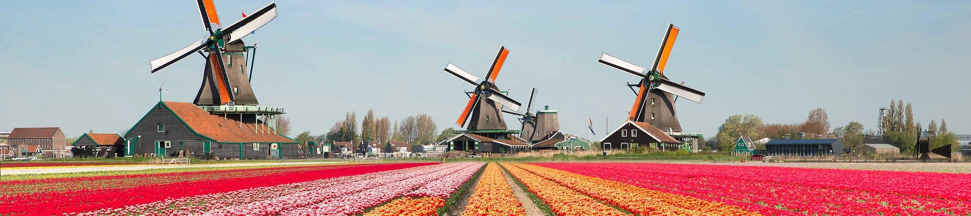 Zaanse Schans: Historische Windmühlen und Tulpenfelder in Holland
