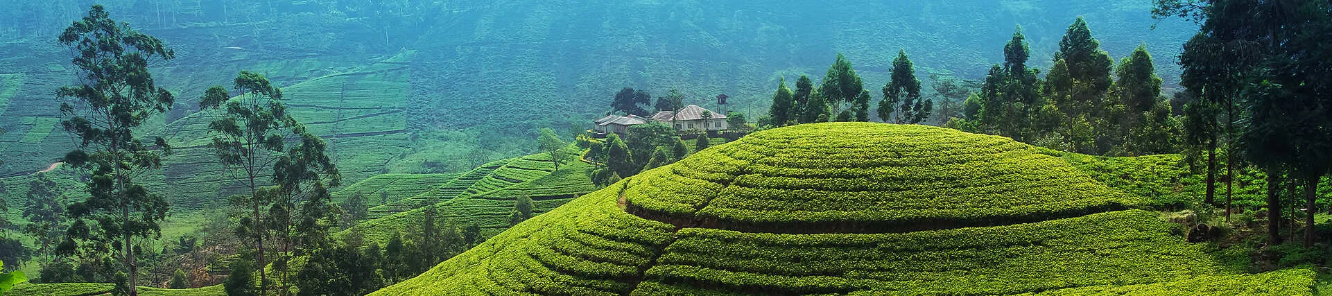 Teeplantagen Sri Lanka: Grüne Hügel und Berglandschaft Nuwara Eliya