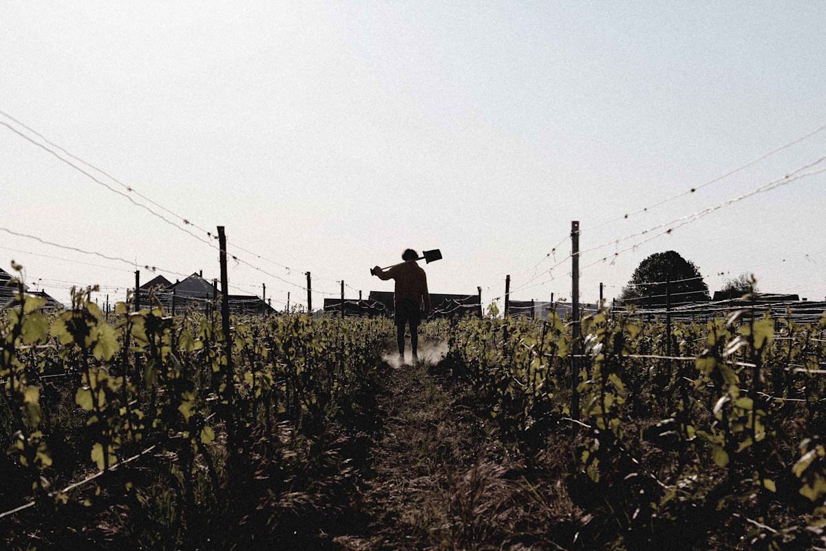 Champagne Waris-Larmandier