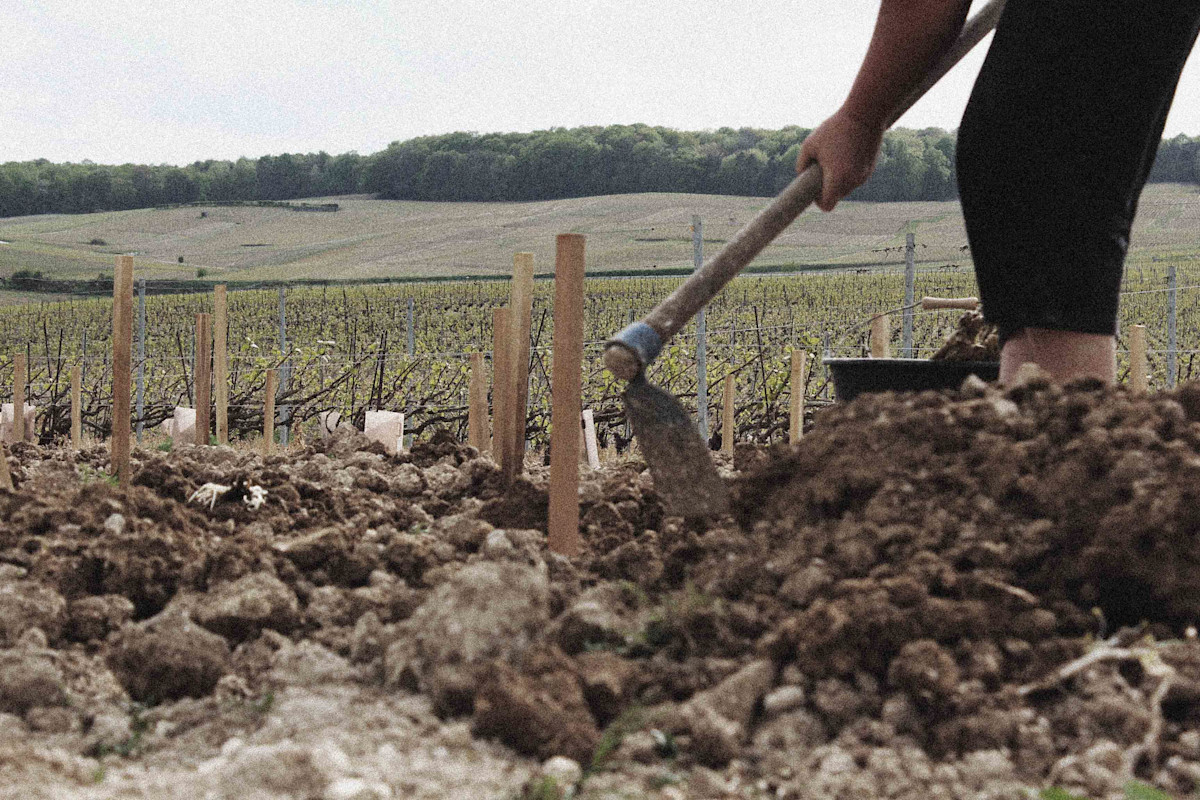 Champagne Waris-Larmandier