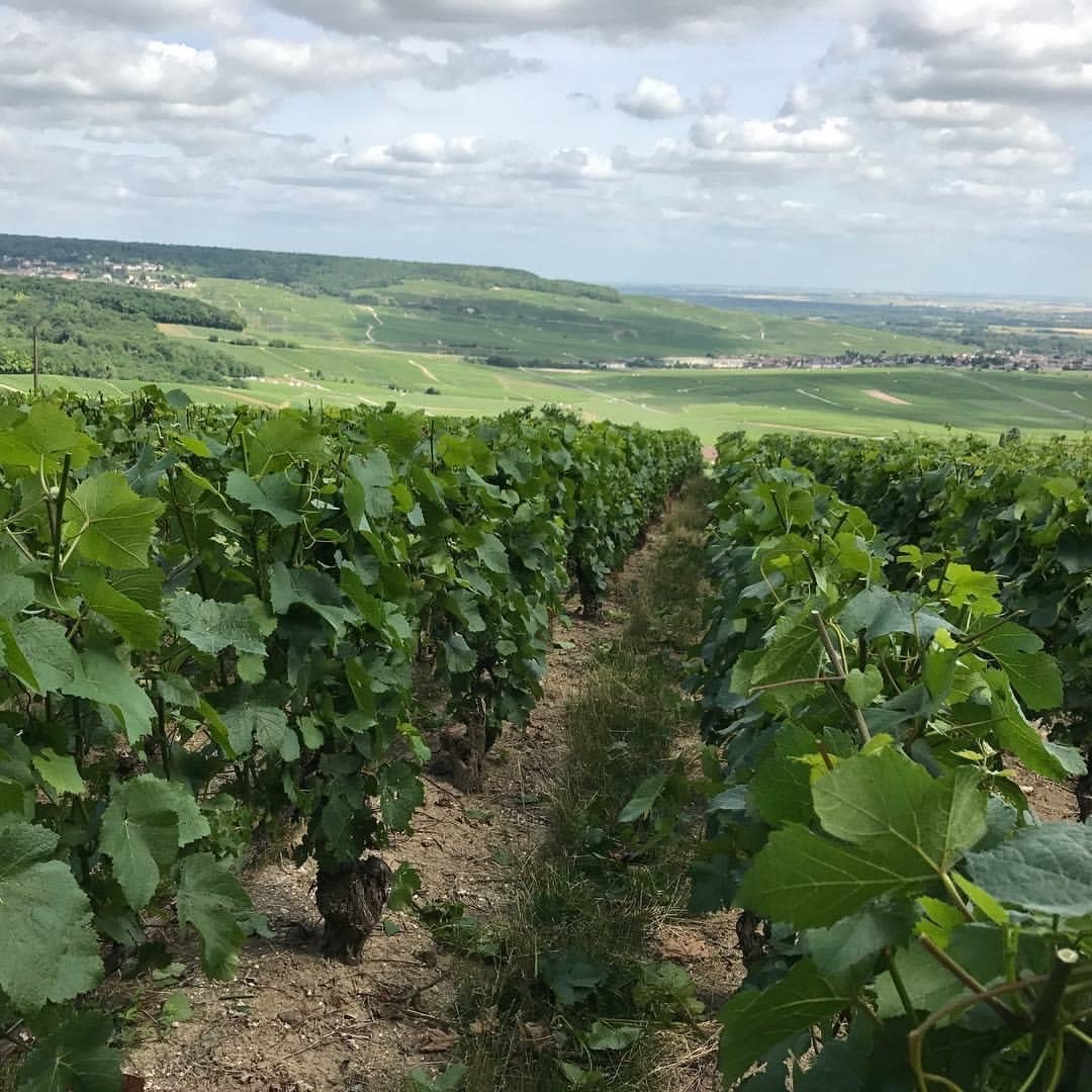 Champagne Marion-Bosser