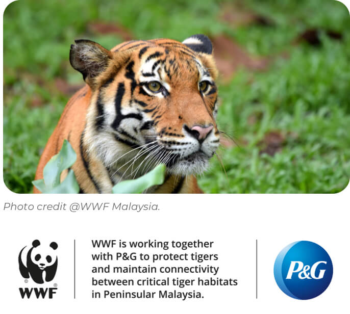 Supporting WWF Malaysia Tiger Landscapes Conservation