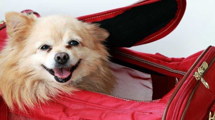 cute dog in a travel pet carrier moving to Japan