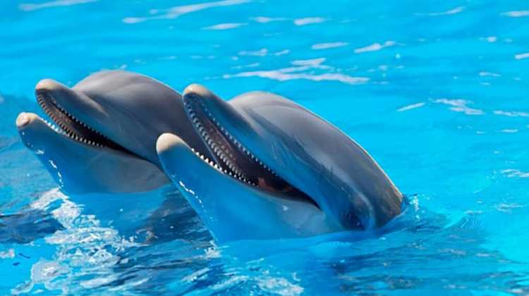 Dolphins sticking their heads out of the water