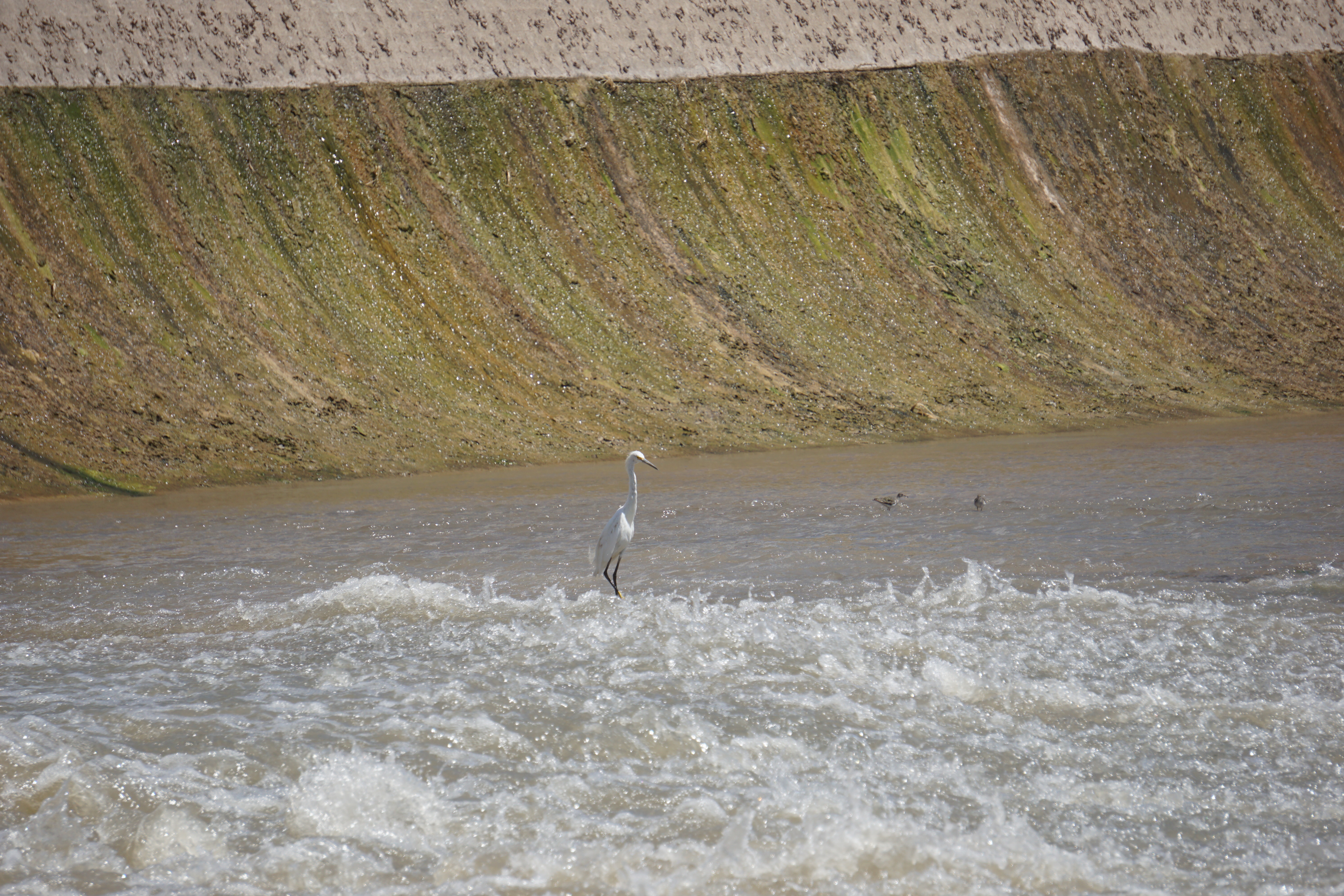 Birdwatching at Percha Dam in NM