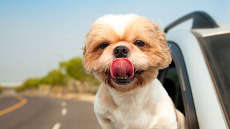 small dog hanging out of car window