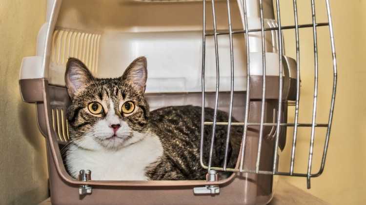 picture of cat in travel crate