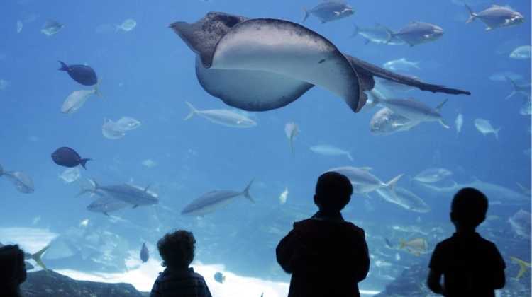 children at the Georgia Aquarium in Atlanta watch shark, fish, and manta rays in a giant tank