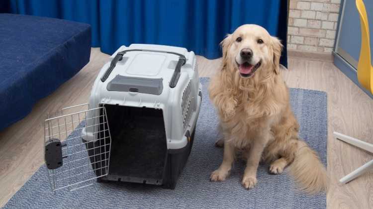 Golden Retriever dog sitting next to pet travel crate