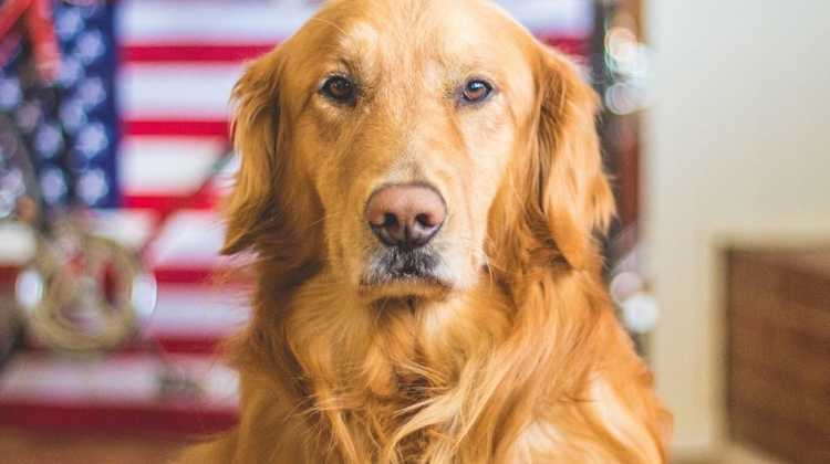 dog in front of flag background