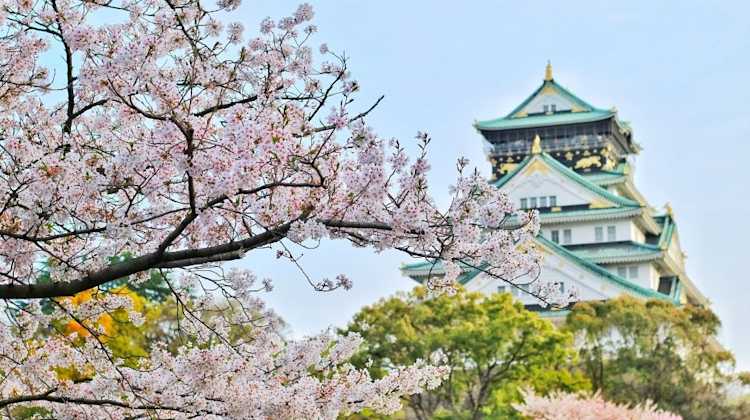 photo of Japanese cherry blossoms in front of a temple