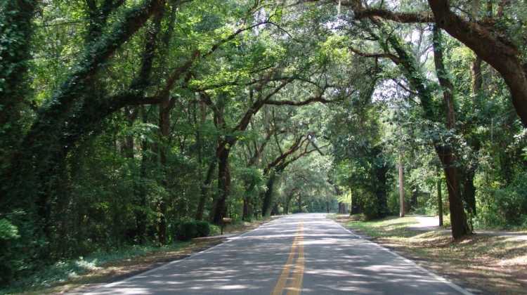 tree canopy over a road near Pensacola, Florida. Daytrips to Tallahassee, FL or Mobile, Alabama