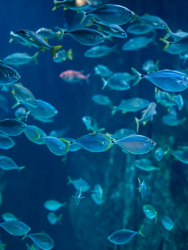 Aquarium at Pine Knoll Shores. (Photo by Aaron Burden, Unsplash)
