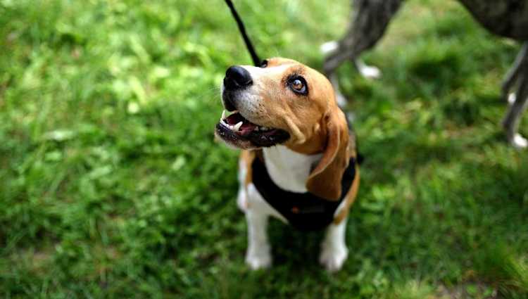 5 Considerations When PCSing with Pets