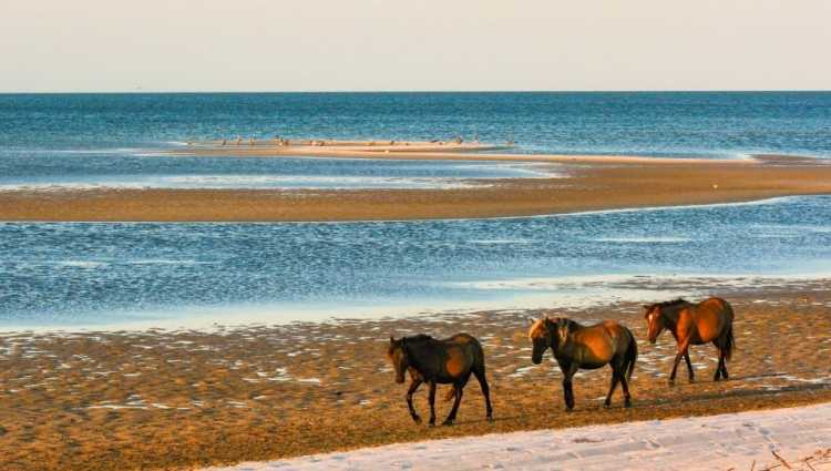 Wild Horses along North Carolina coast (Photo by Canva)